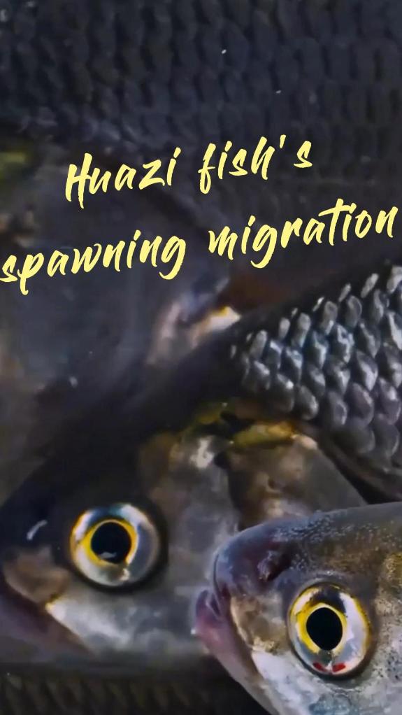 Huazi fish begin annual spawning migration in China's Inner Mongolia