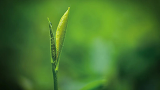 這片樹(shù)葉，改變了世界！