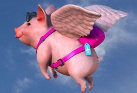 從尋風(fēng)、找豬到穿秋褲