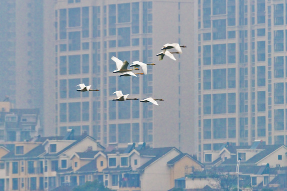 江西經(jīng)濟轉(zhuǎn)型求變：注入生態(tài)、創(chuàng)新、智能多重因子