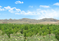 形成農(nóng)林牧、生態(tài)濕地等非主營業(yè)務(wù)