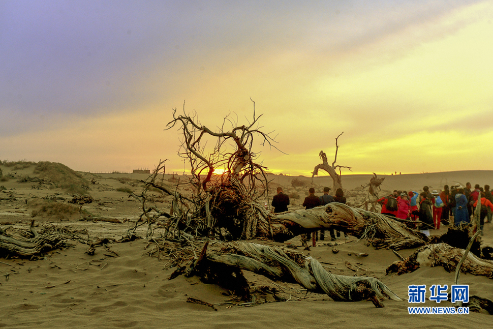 千年胡楊，不朽傳奇