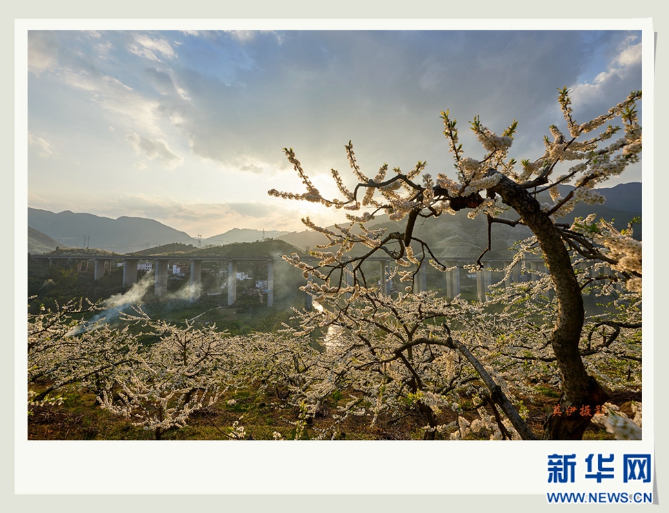 李花白，彩霞紅，春意濃