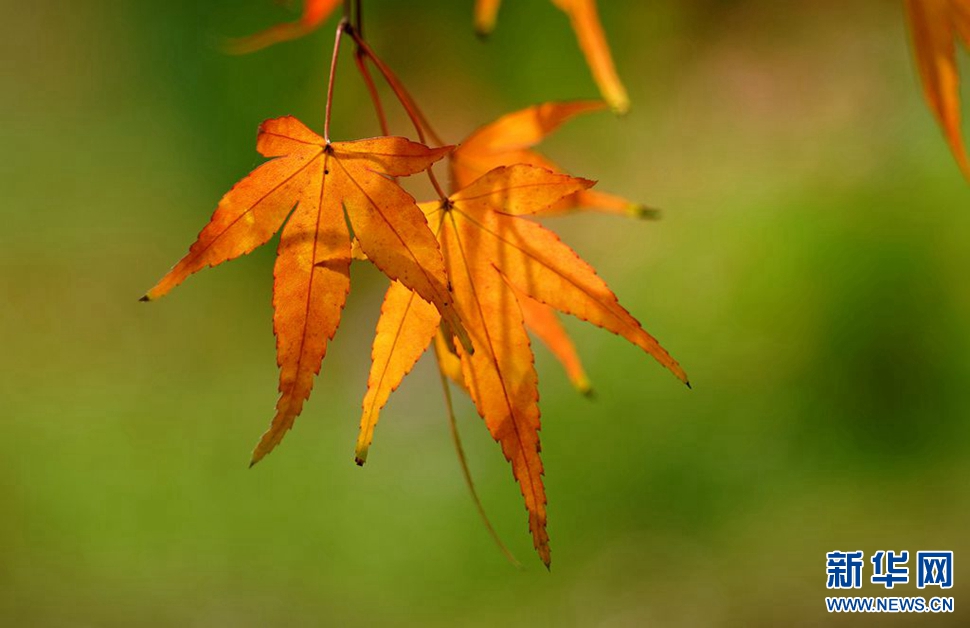 紅楓染秋色