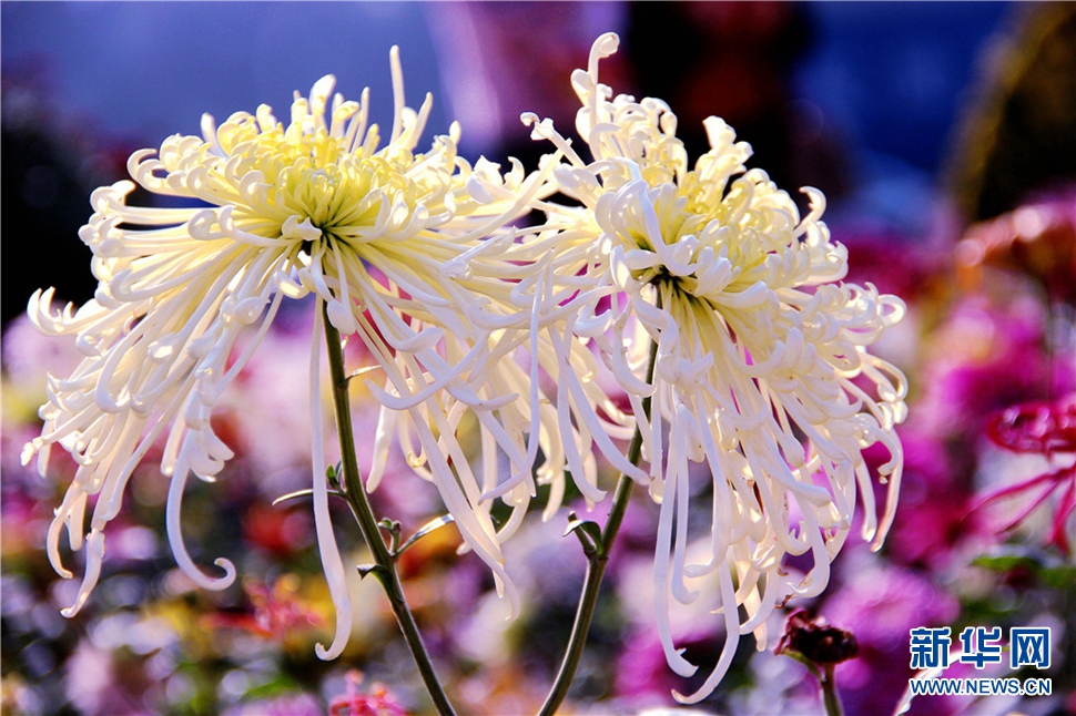 金秋時(shí)節(jié)，菊潤(rùn)車(chē)城