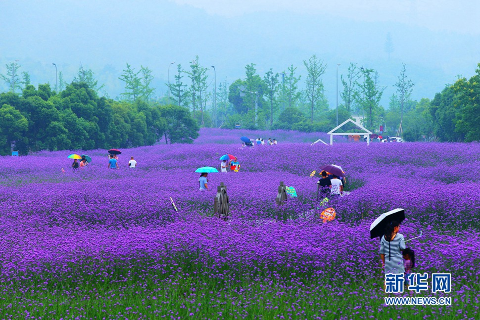 雨中游蓀湖花海，美翻了！