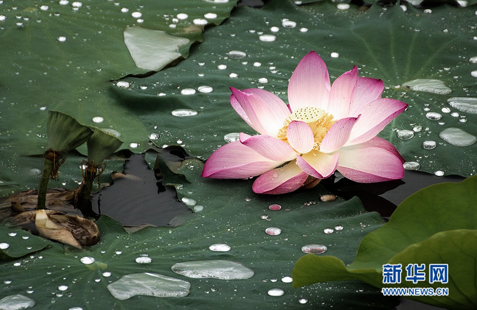 雨中荷花