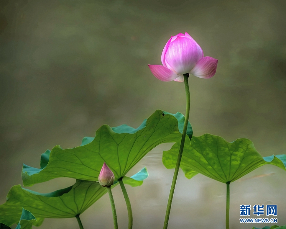 荷