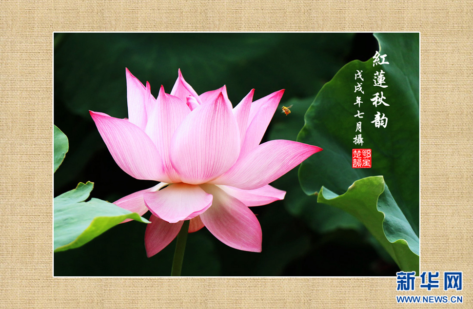 紅蓮秋韻