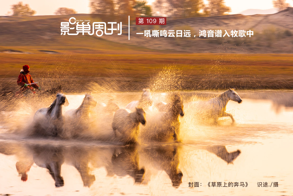 草原上的奔馬