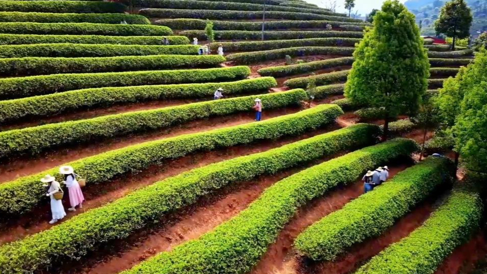 新華視點(diǎn)丨春日農(nóng)事新圖景 創(chuàng)新融合促振興