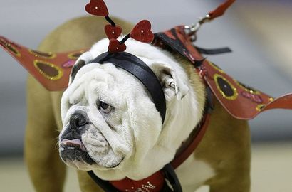 一周趣圖：&ldquo;最美斗牛犬&rdquo; &ldquo;章魚(yú)裝&rdquo;