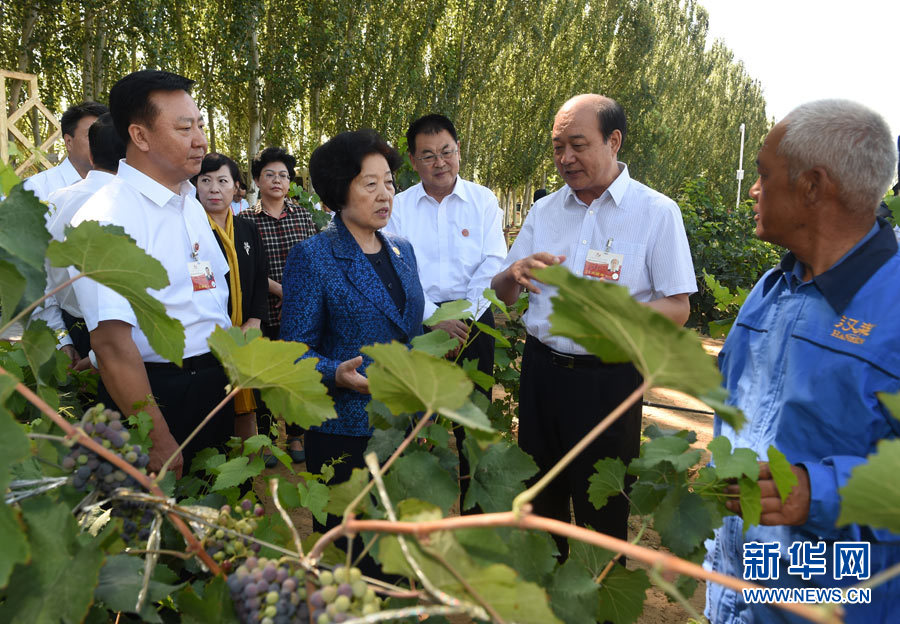 8月9日，中共中央政治局委員、中央統(tǒng)戰(zhàn)部部長、中央代表團副團長孫春蘭率中央代表團三分團，先后赴內蒙古自治區(qū)烏海市、阿拉善盟看望各族干部群眾。這是孫春蘭在烏海市漢森酒業(yè)集團的葡萄種植園了解葡萄種植情況。新華社記者 任軍川 攝