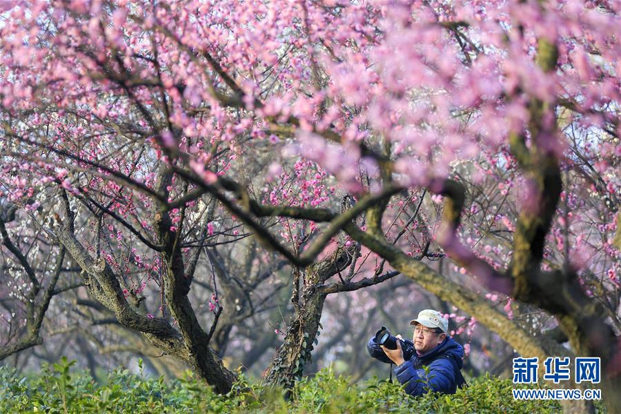 #（社會）（1）江蘇南京：梅花綻放引客來