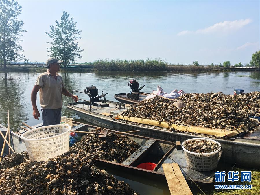 （新華視點&middot;圖文互動）（1）上游洪水來襲下游魚蟹死亡，泄洪為何變泄污？