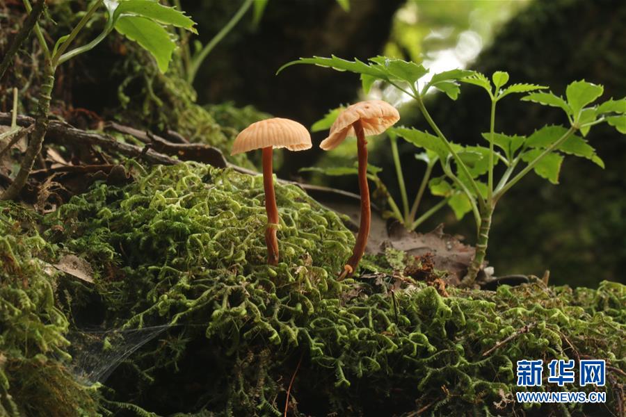 （新華全媒頭條&middot;圖文互動(dòng)）（6）歸來的雨林 