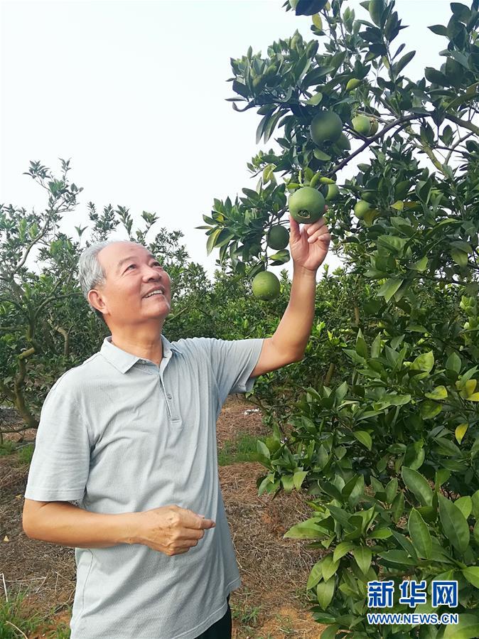 （在習(xí)近平新時代中國特色社會主義思想指引下&middot;慶祝改革開放40周年&middot;協(xié)調(diào)發(fā)展&middot;圖文互動）（5）臍橙&ldquo;三變&rdquo;見證40年變遷