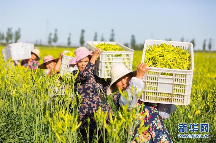 （在習(xí)近平新時(shí)代中國(guó)特色社會(huì)主義思想指引下&mdash;&mdash;新時(shí)代新作為新篇章&middot;鄉(xiāng)村振興戰(zhàn)略&middot;圖文互動(dòng)）（1）一株忘憂草，萬(wàn)家喜眉梢&mdash;&mdash;山西省大同市云州區(qū)黃花產(chǎn)業(yè)扶貧觀察