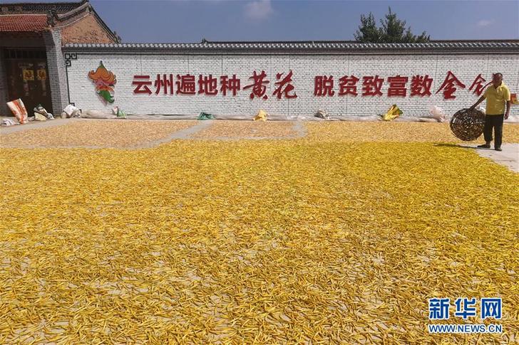 （在習(xí)近平新時(shí)代中國(guó)特色社會(huì)主義思想指引下&mdash;&mdash;新時(shí)代新作為新篇章&middot;鄉(xiāng)村振興戰(zhàn)略&middot;圖文互動(dòng)）（2）一株忘憂草，萬(wàn)家喜眉梢&mdash;&mdash;山西省大同市云州區(qū)黃花產(chǎn)業(yè)扶貧觀察