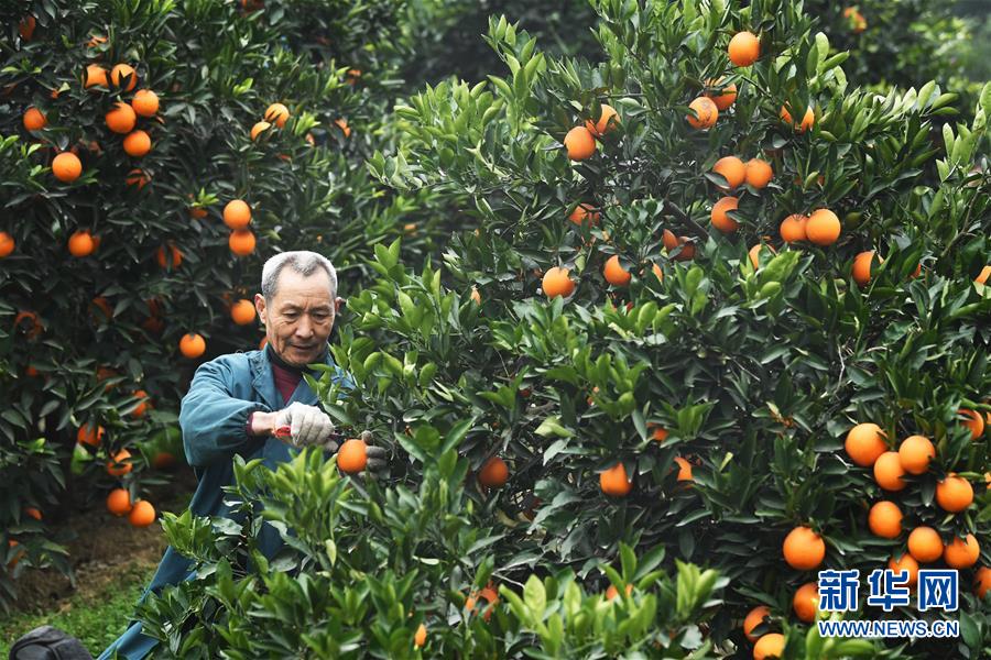 （新春走基層&middot;圖文互動）（1）一個橙子的八年&ldquo;蛻變史&rdquo;