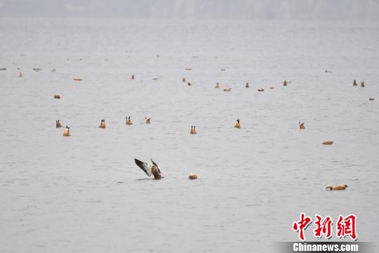圖為在納帕海濕地棲息的候鳥?！⑷疥?攝