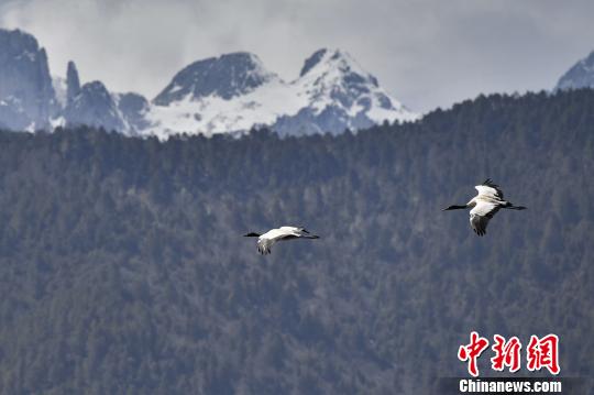 圖為在納帕海濕地上空飛翔的黑頸鶴?！⑷疥?攝