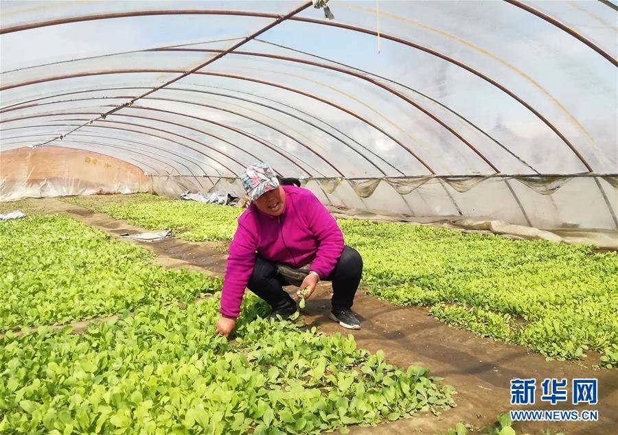 （在習(xí)近平新時(shí)代中國特色社會主義思想指引下&mdash;&mdash;新時(shí)代新作為新篇章&middot;圖文互動）（3）&ldquo;黑三星村&rdquo;緣何變成示范村？&mdash;&mdash;東北一小村莊的脫貧振興路 