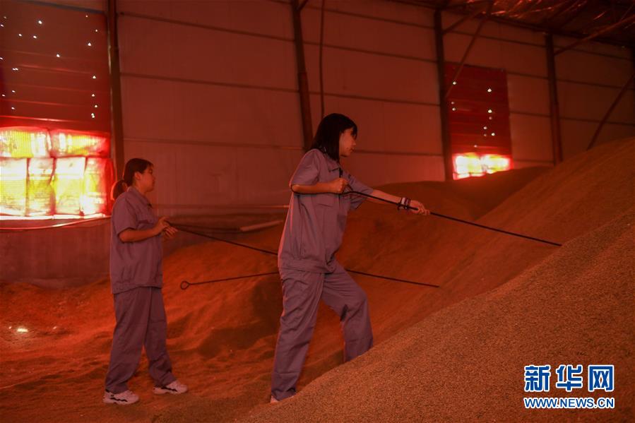 （在習近平新時代中國特色社會主義思想指引下&mdash;&mdash;新時代新作為新篇章&middot;圖文互動）（4）大學生種田讓農(nóng)民&ldquo;老把式&rdquo;開了眼&mdash;&mdash;吉林長白山下的稻田新事