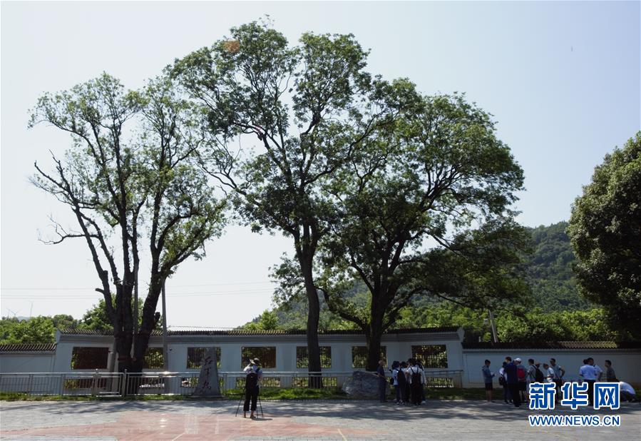 （壯麗70年&middot;奮斗新時(shí)代&mdash;&mdash;記者再走長(zhǎng)征路&middot;圖文互動(dòng)）（6）&ldquo;紅軍樹(shù)&rdquo;下憶初心、守初心