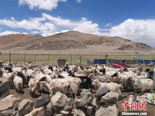 圖為羊群正從羊圈里出來(lái)。 謝藝觀 攝