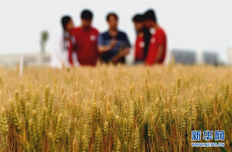 （在習(xí)近平新時(shí)代中國特色社會(huì)主義思想指引下&mdash;&mdash;新時(shí)代新作為新篇章&middot;總書記關(guān)心的百姓身邊事&middot;圖文互動(dòng)）（2）&ldquo;農(nóng)&rdquo;字頭照樣&ldquo;大&rdquo;作為&mdash;&mdash;豐收時(shí)節(jié)看涉農(nóng)高校人才在希望的田野