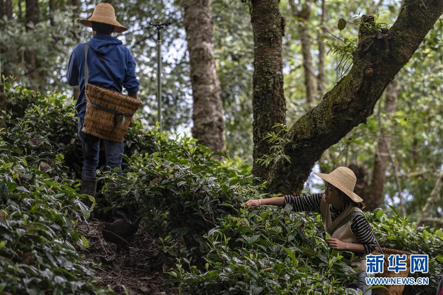 （新華全媒頭條&middot;決戰(zhàn)決勝脫貧攻堅&middot;圖文互動）（3）為了人與自然和諧共生&mdash;&mdash;云南&ldquo;三江并流&rdquo;地區(qū)決戰(zhàn)精準脫貧的&ldquo;生態(tài)畫卷&rdquo;