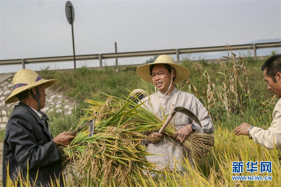 （新華全媒頭條&middot;時(shí)代先鋒&middot;圖文互動(dòng)）（2）&ldquo;要把論文寫(xiě)在大地上&rdquo;&mdash;&mdash;記&ldquo;農(nóng)民院士&rdquo;朱有勇