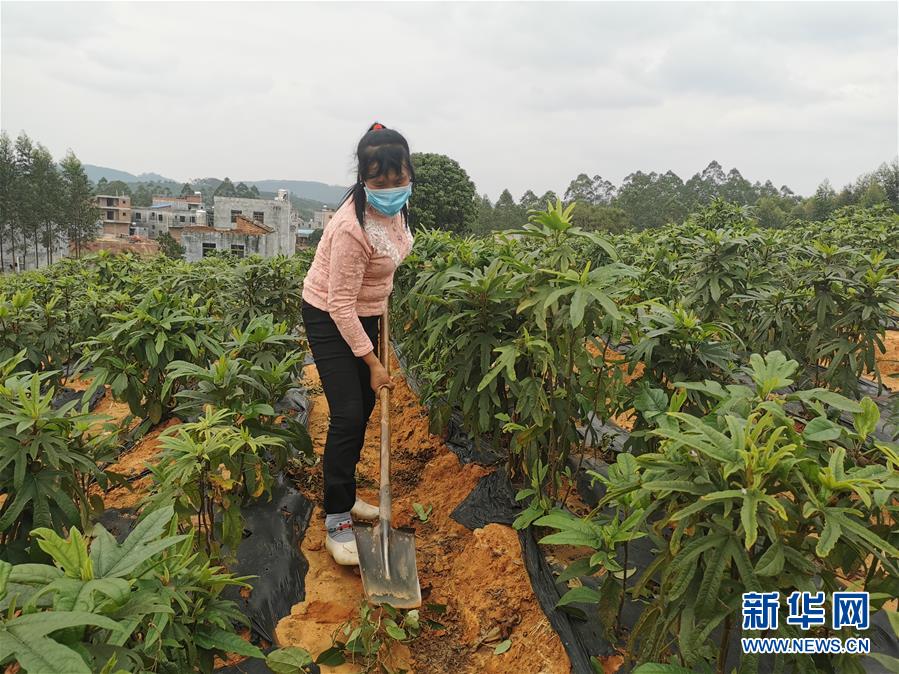 （圖文互動(dòng)）（4）與疫情抗?fàn)?與春光同行&mdash;&mdash;廣西農(nóng)村春耕備耕一線觀察