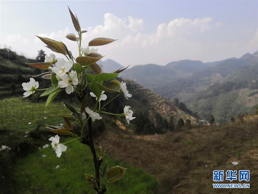 （決戰(zhàn)決勝脫貧攻堅&middot;圖文互動）（1）寄相思，償夙愿&mdash;&mdash;5封清明&ldquo;家書&rdquo;里的決戰(zhàn)決勝信念