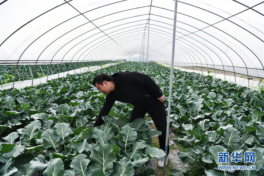 （決戰(zhàn)決勝脫貧攻堅&middot;圖文互動）（2）貴州黔東南：搶抓壩區(qū)春耕 決勝脫貧攻堅