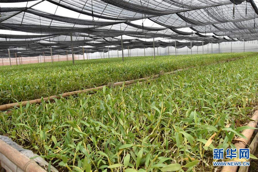 （決戰(zhàn)決勝脫貧攻堅(jiān)&middot;圖文互動）（1）這個(gè)脫貧縣的石頭為何比土金貴？