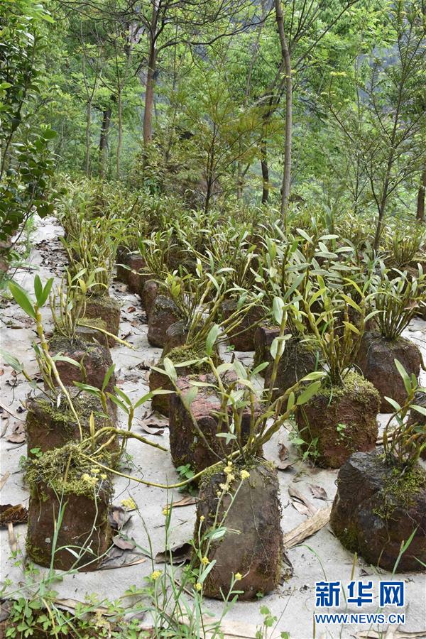 （決戰(zhàn)決勝脫貧攻堅(jiān)&middot;圖文互動）（3）這個(gè)脫貧縣的石頭為何比土金貴？