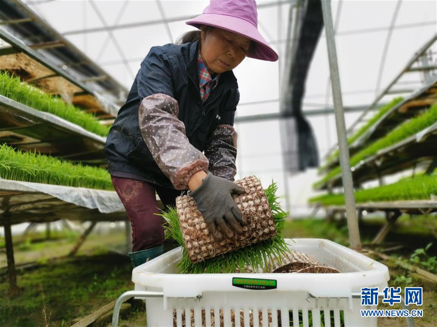 （聚焦農(nóng)業(yè)復(fù)工復(fù)產(chǎn)&middot;圖文互動）（1）發(fā)力&ldquo;單改雙&rdquo; &mdash;&mdash;水稻大省湖南的雙季稻攻堅戰(zhàn)