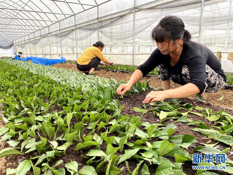 （防汛抗洪&middot;圖文互動）（4）修路通水忙重建 補種搶收復生產(chǎn)&mdash;&mdash;湘西山洪后恢復生產(chǎn)生活見聞