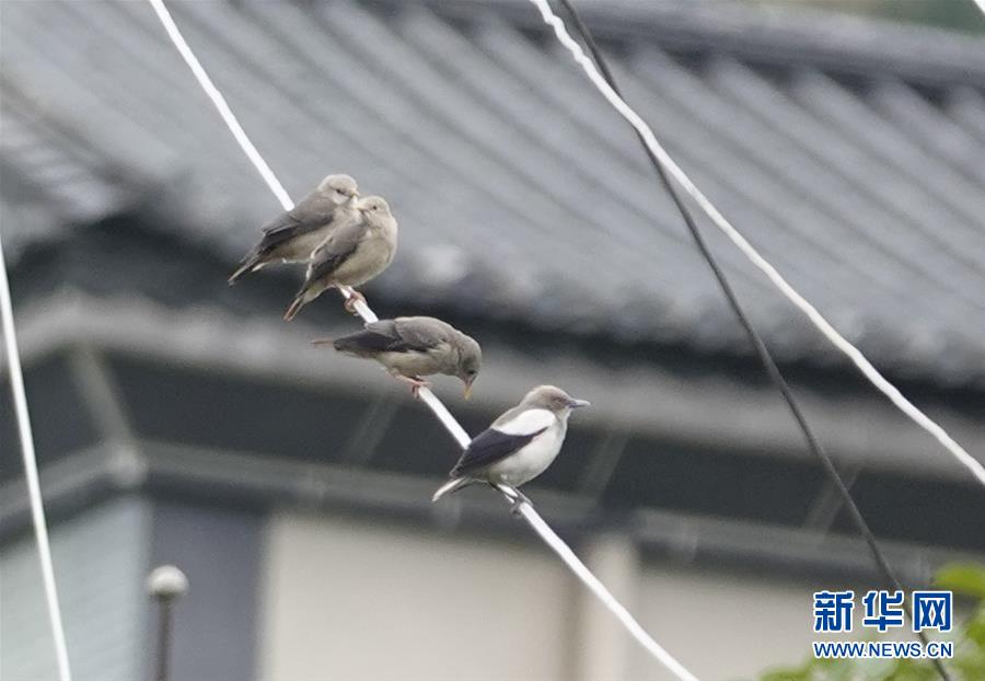（新華網(wǎng)&middot;圖文互動）（1）云南保山首次記錄到國家重點保護野生動物白頭鷂