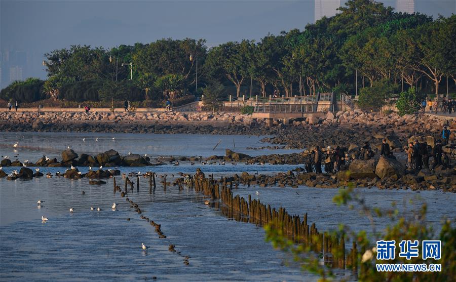 （新華全媒頭條&middot;圖文互動(dòng)）（11）鯤鵬展翅九萬(wàn)里&mdash;&mdash;深圳奮力跑好建設(shè)中國(guó)特色社會(huì)主義先行示范區(qū)&ldquo;第一程&rdquo;