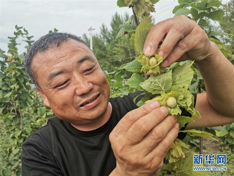 （決戰(zhàn)決勝脫貧攻堅&middot;圖文互動）（1）榛子樹結出&ldquo;扶貧果&rdquo;