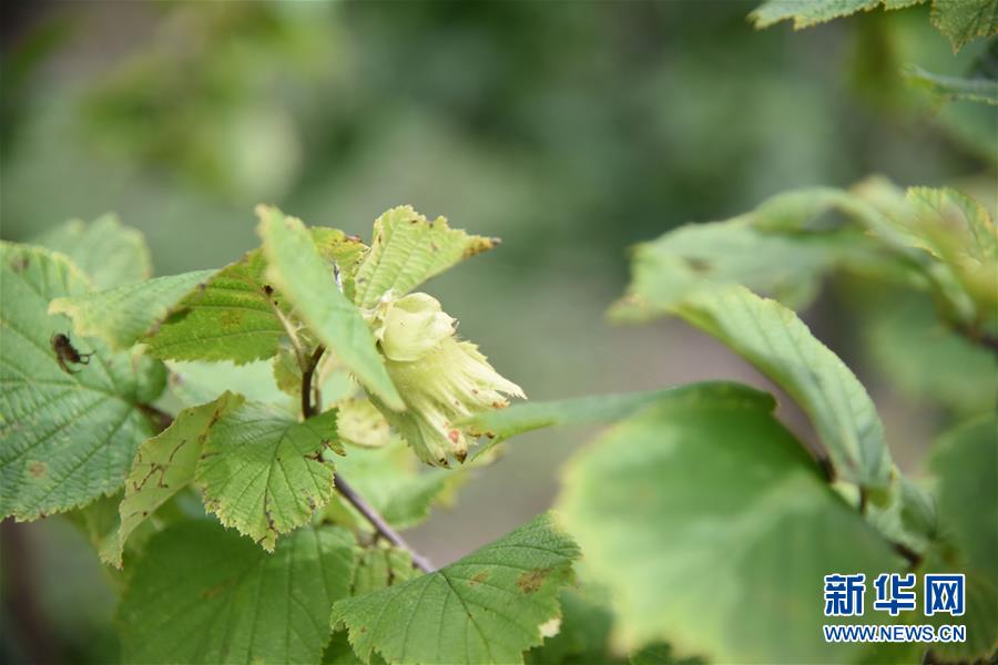 （決戰(zhàn)決勝脫貧攻堅&middot;圖文互動）（2）榛子樹結出&ldquo;扶貧果&rdquo;