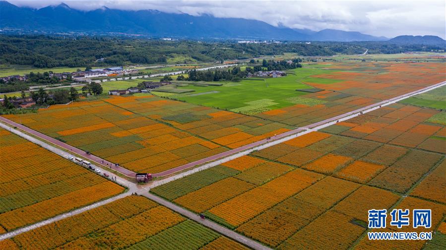 （圖文互動(dòng)）（1）幸福花開&mdash;&mdash;高黎貢山下&ldquo;萬畝花海&rdquo;帶富美麗鄉(xiāng)村