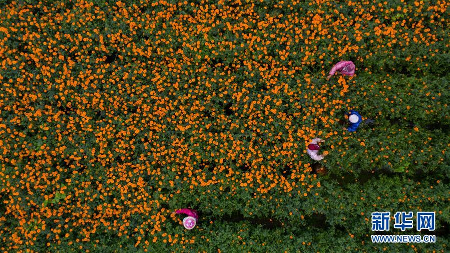 （圖文互動(dòng)）（2）幸?；ㄩ_&mdash;&mdash;高黎貢山下&ldquo;萬畝花海&rdquo;帶富美麗鄉(xiāng)村