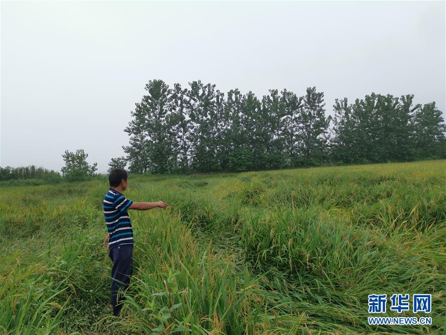 （新華視點(diǎn)&middot;聚焦餐桌外的浪費(fèi)&middot;圖文互動(dòng)）（2）顆粒歸倉(cāng)為何難實(shí)現(xiàn)？我國(guó)糧食收割環(huán)節(jié)損失驚人