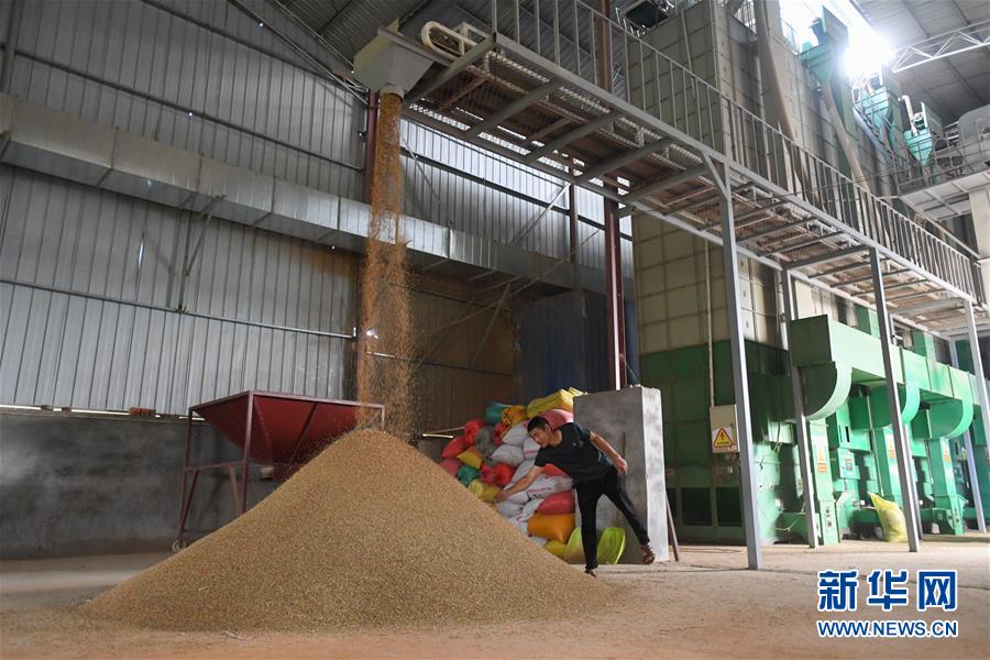 （新華視點&middot;聚焦餐桌外的浪費&middot;圖文互動）（1）農(nóng)戶儲糧損失達(dá)8%！設(shè)施普遍簡陋，蟲害霉變堪憂