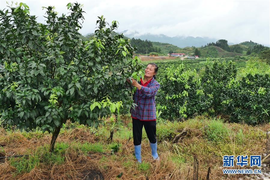 （決戰(zhàn)決勝脫貧攻堅&middot;圖文互動）（10）同飲一江水 攜手&ldquo;斬窮根&rdquo;&mdash;&mdash;深圳對口廣西河池、百色扶貧協(xié)作見聞