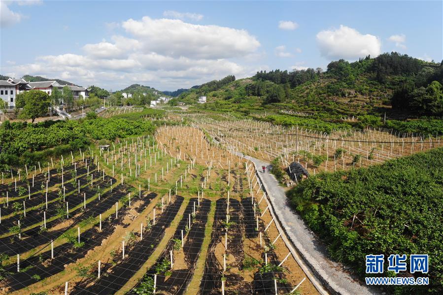 （集中連片特困地區(qū)貧困村調(diào)研行&middot;圖文互動(dòng)）（1）百果園里幸福長&mdash;&mdash;湖南鳳凰縣菖蒲塘村脫貧調(diào)查